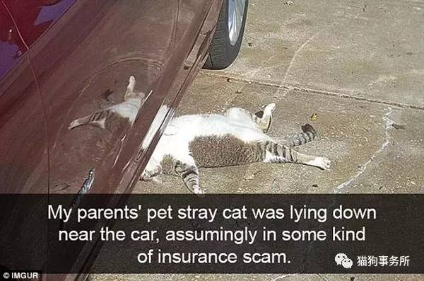 搞笑网红猫咪图片,网络上小猫照片被网友恶搞