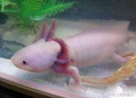 观赏性六角龙鱼,比六角龙鱼好养的宠物