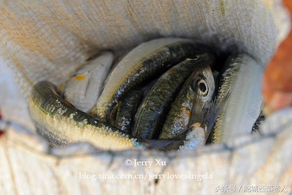 海滩捕鱼的几种方法,海边捕鱼吃海鲜视频大全