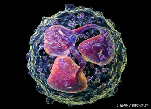 为什么急性炎症会引起白细胞增高?有一个特异指标直指细菌感染