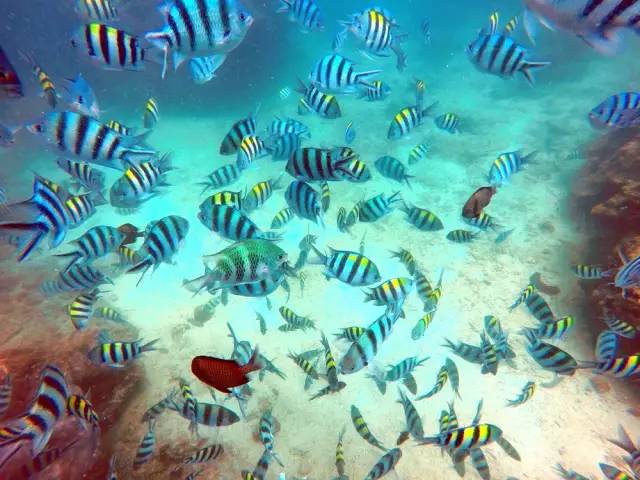 三亚潜水攻略大全,三亚怎么才能自由潜水