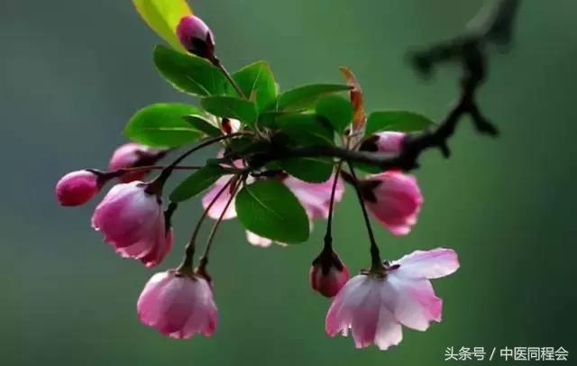 海棠落琼眸的出处,海棠落琼眸解析