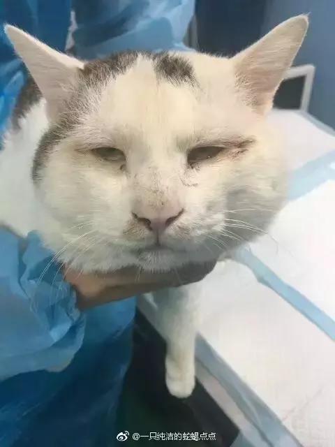 猫咪眼睑内翻解决办法,猫咪下眼睫毛内翻割眼皮后闭不上
