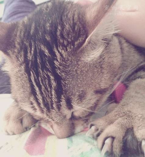 遇到猫咪踩奶,遇到一只会踩奶的猫