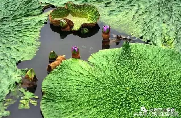 车坊，遗忘的边缘！