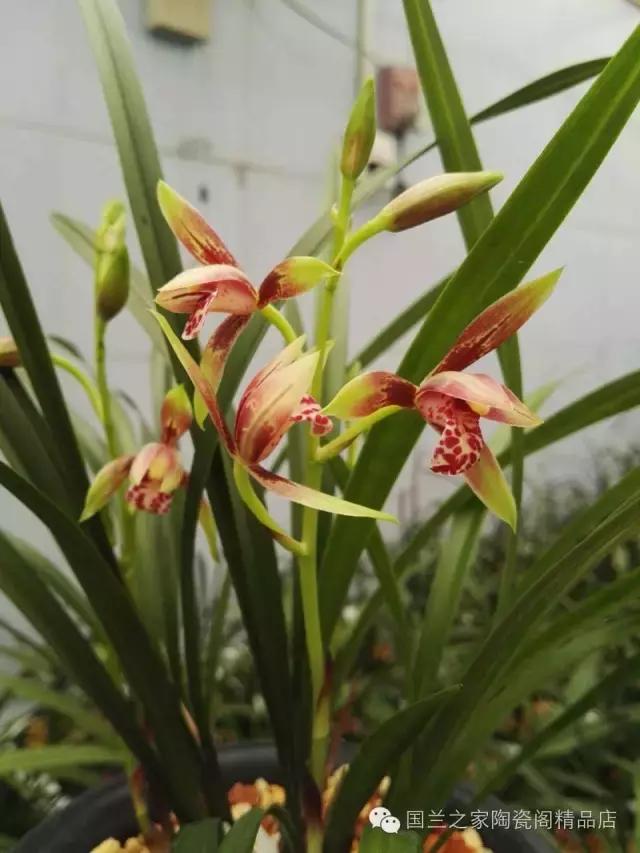 春兰和蕙兰莲瓣,蕙兰带花苞的兰花怎样上盆