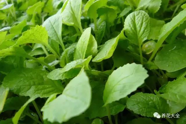 植物起死回生 (让植物起死回生的小妙招)