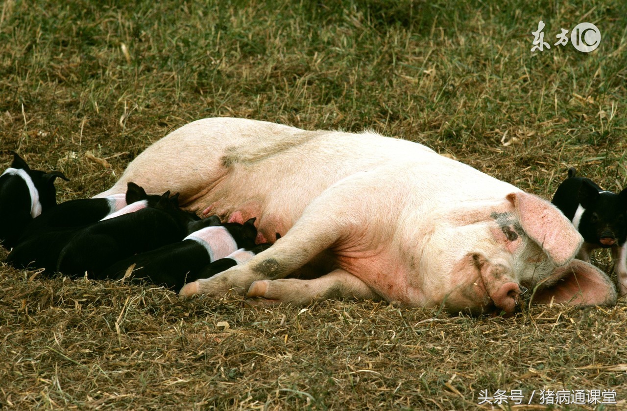 母猪假怀孕还可以继续养吗,母猪假怀孕到预产期处理方法