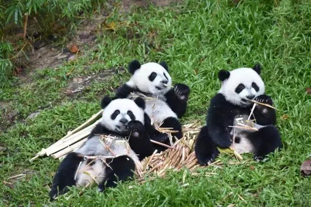 广州旅游攻略长隆动物世界,去广州旅游攻略长隆动物园