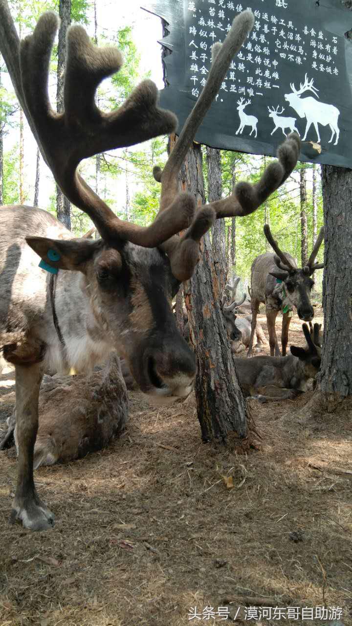 漠河市旅游包车攻略,漠河旅游包车哪里最便宜