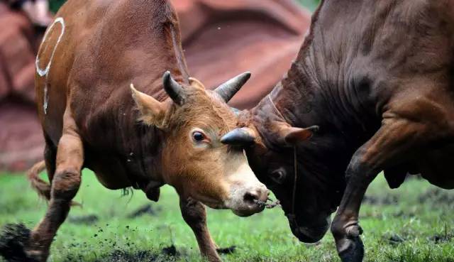 最近什么地方有火把节,火把节哪里比较热闹