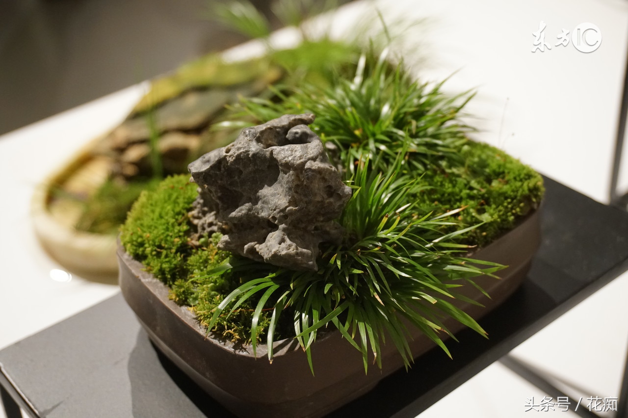 什么样的菖蒲盆景好,不一样的菖蒲盆景