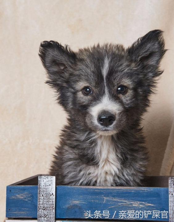 为什么要鼓励领养代替购买,宠物领养代替购买