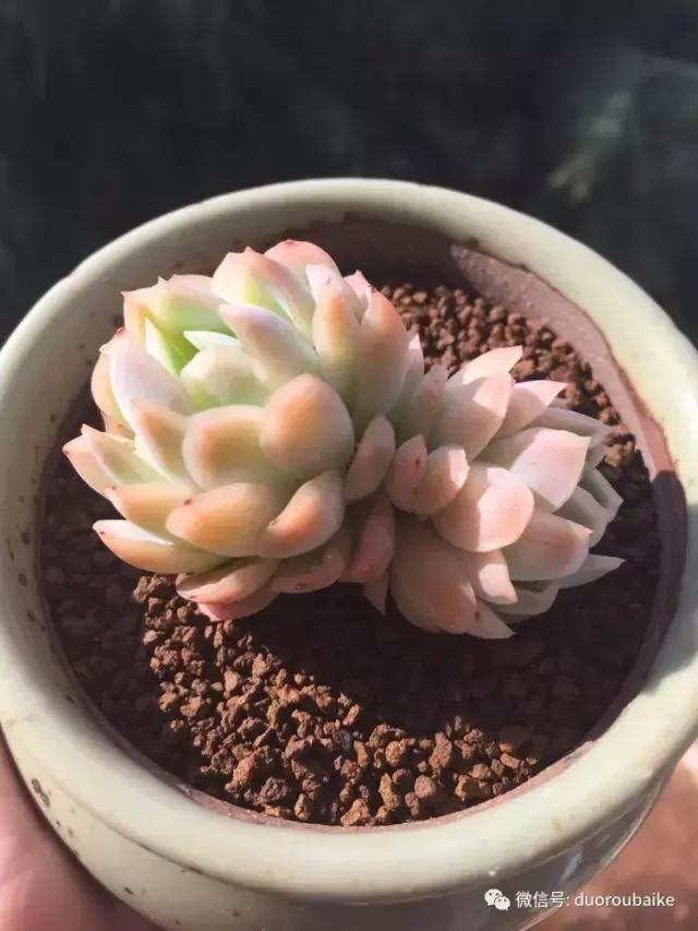 夏日多肉状态,夏天的多肉褪去了华丽的颜色