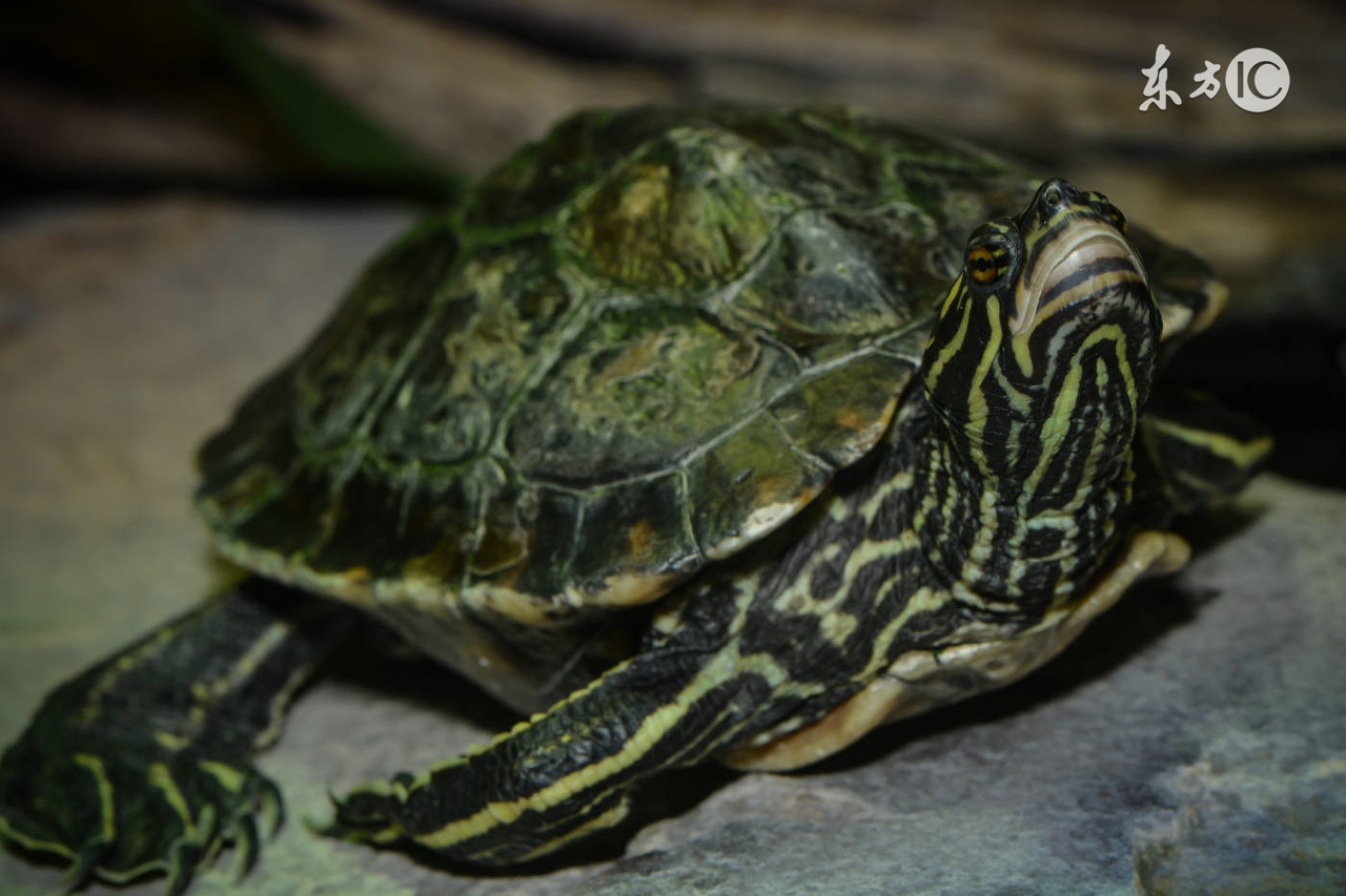 爱养龟的小龟友,养乌龟的小技巧和方法