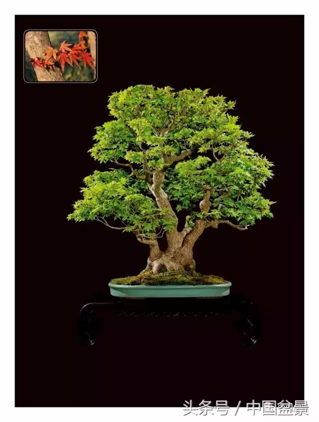 全国盆景拍卖前十 (盆景拍卖专场)