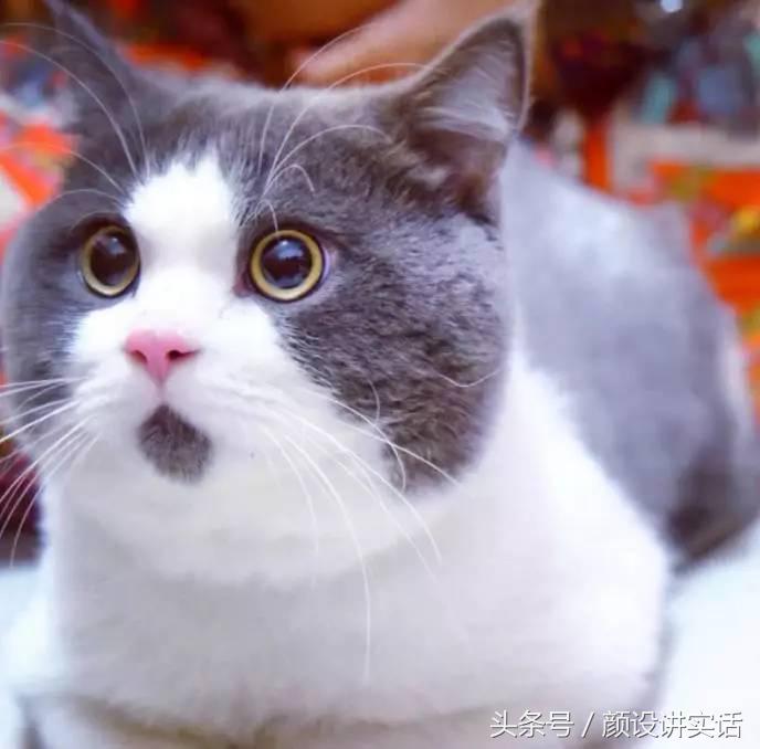 猫咪割双眼皮对比图,猫咪割双眼皮后对比