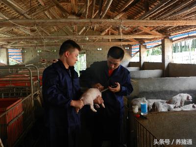 猪油皮病是什么菌引起,治疗油皮猪最好的办法