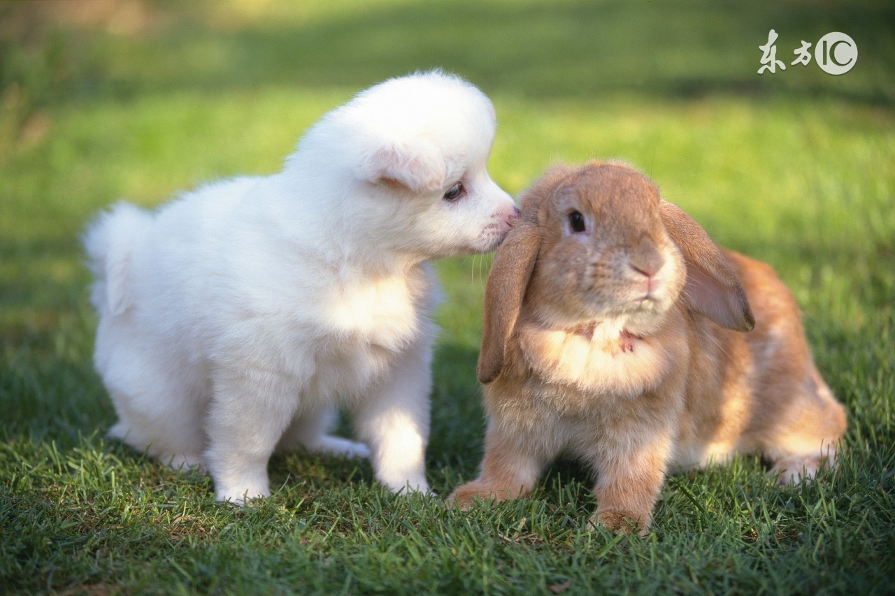 82年出生的属狗人晚年会幸福吗,82年属狗哪个月命最好