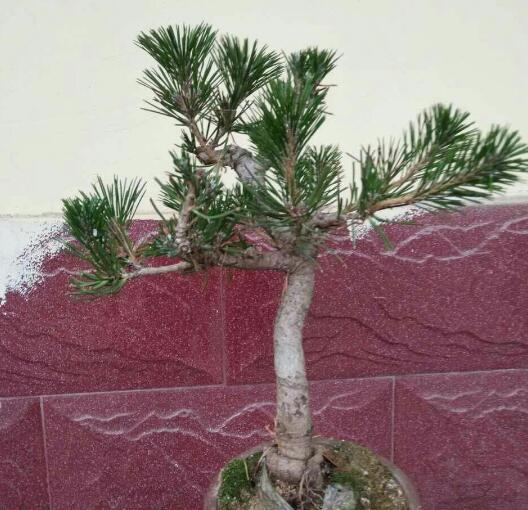 单杆式文人型精品黑松盆景 (黑松盆景用深盆还是用浅盆)