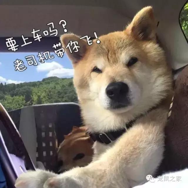 写给猪猪小情书,盘点猪猪最好听的歌