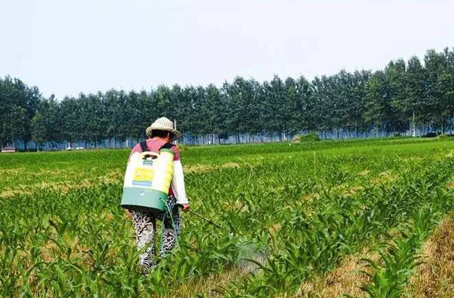 夏季喷施农药诀窍,高温喷施农药的注意事项视频