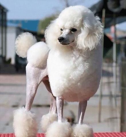 世上有多少种狗狗,世上有几种狗狗叫什么名字