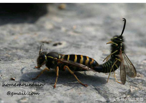 胡蜂种类名字图片大全,不同种类的黄脚胡蜂