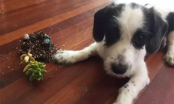 狗狗被蜜蜂蛰表情图,蜜蜂把狗狗脸蛰肿了图片