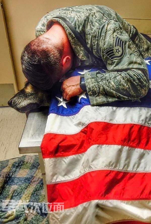 军犬的真实故事,军犬感人真实故事