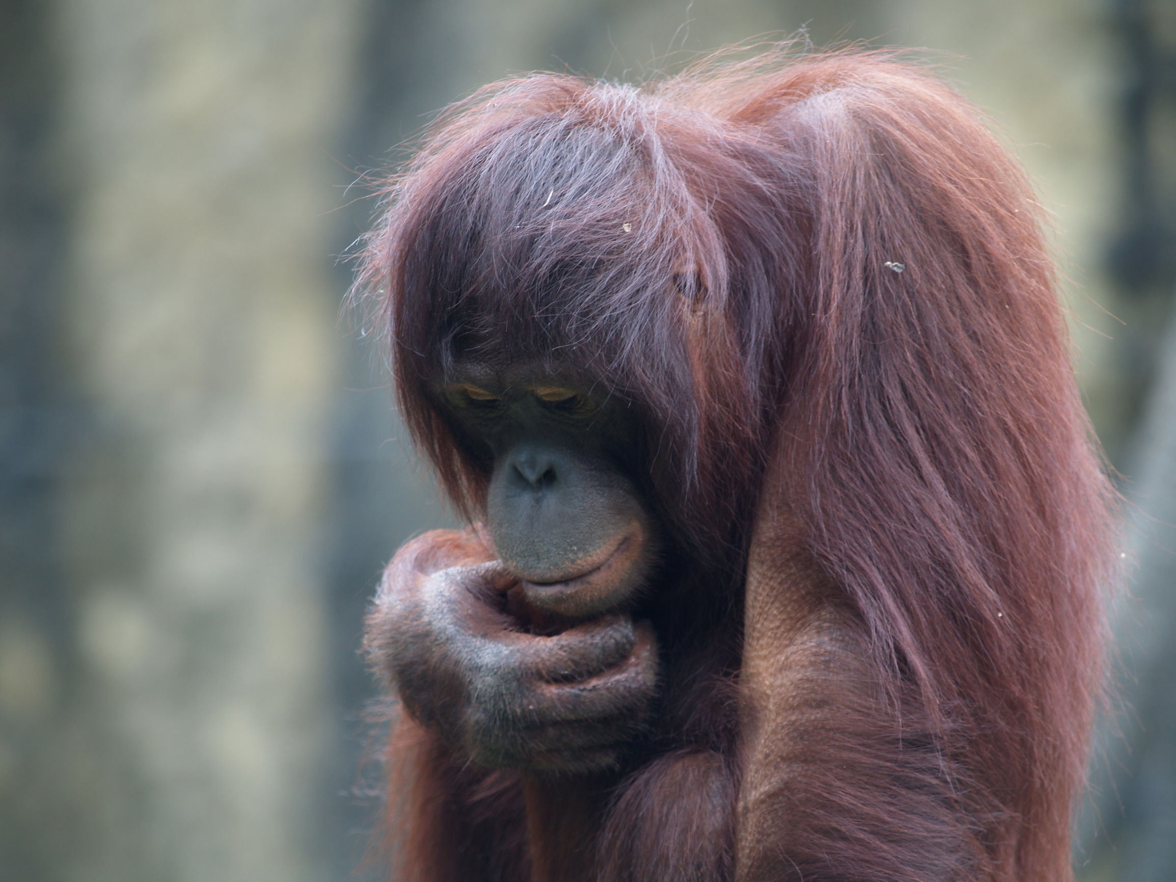 道德经妙解导读与分享,道德经解读大全经典版