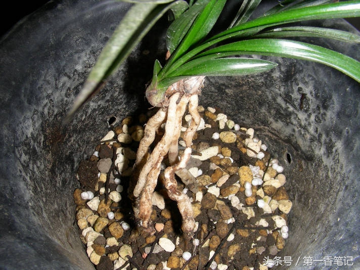 颗粒植料上盆养兰视频,滇西养兰人讲兰花上盆