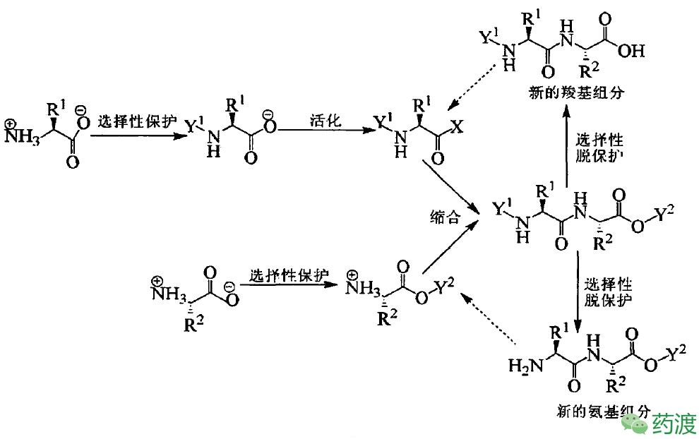 多肽类药物的研究发展,多肽药物研究与开发