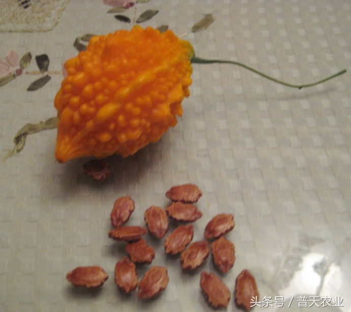 癞葡萄的种植方法和时间,癞葡萄怎么种植