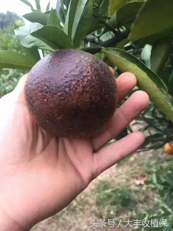 柑橘锈壁虱爆发期来临,柑橘锈皮虱什么时候防治