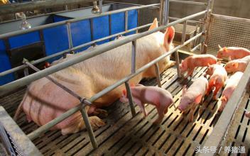 气温低引起的猪腹泻,猪腹泻最快治疗方法