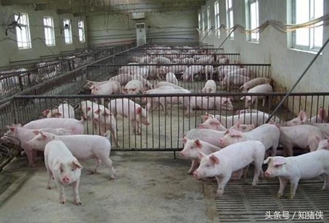 网上怎么才能买到正品的兽药,网上买兽药靠谱吗