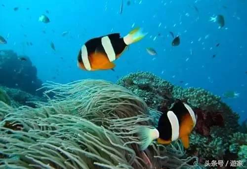 从上海飞4000多公里能到哪些国家,上海直飞海岛推荐