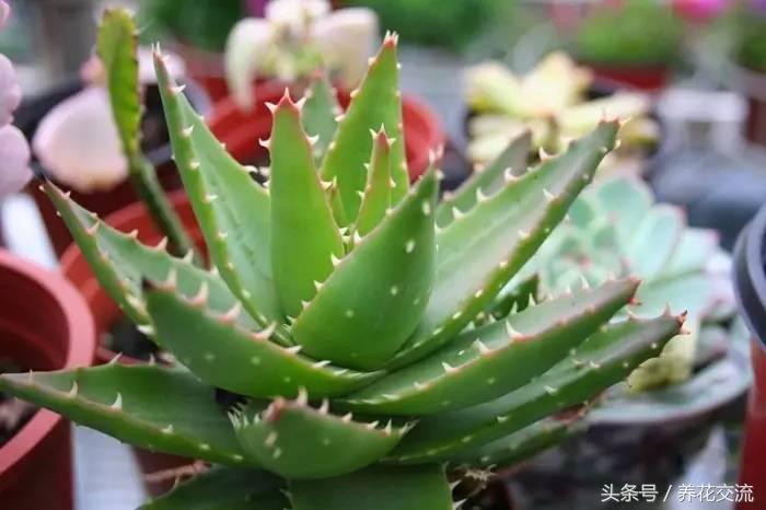 适合家里养的32种花绿植,净化空气绿植盆栽有哪些