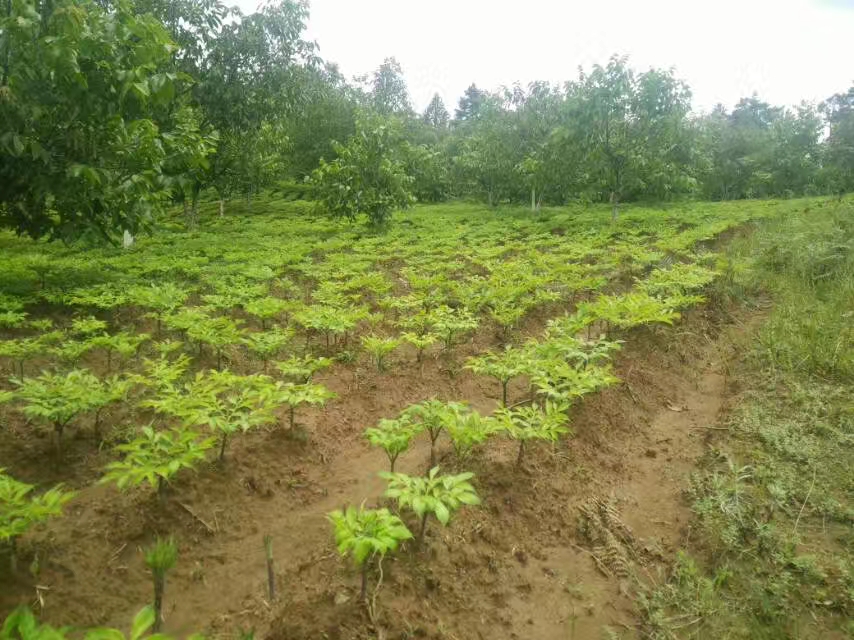魔芋叶枯病怎么治,魔芋树叶枯病怎么治疗