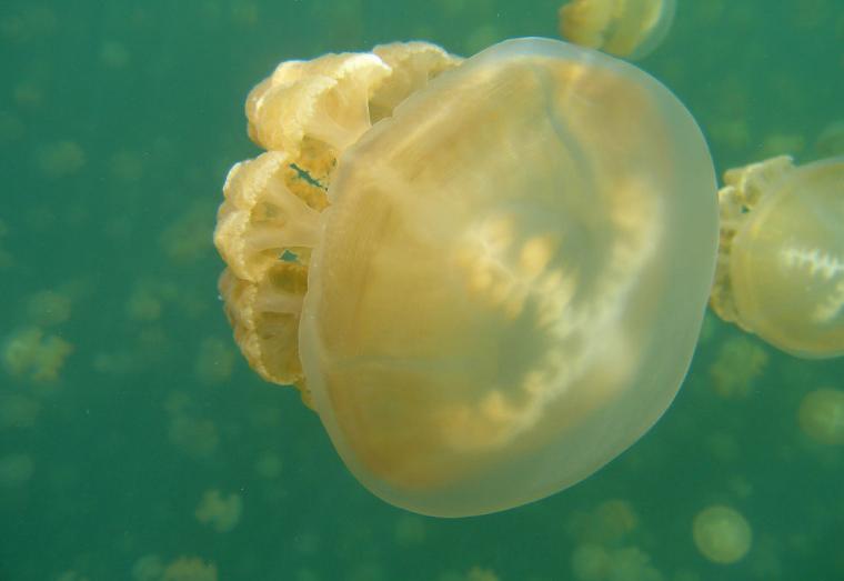 海鱼能人工饲养吗,海鱼可以自己养吗