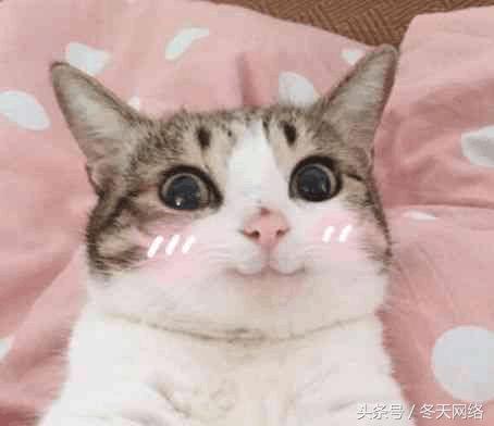 白条闪付和京东闪付有什么区别,白条闪付和京东闪付一样吗