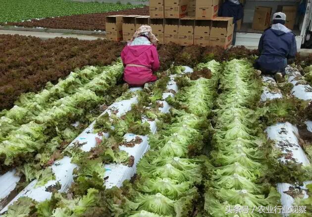 日本农业靠什么赚钱,日本农业经营模式