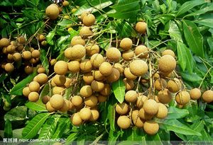 各类水果知识大全及图片,70种水果常识大全图解