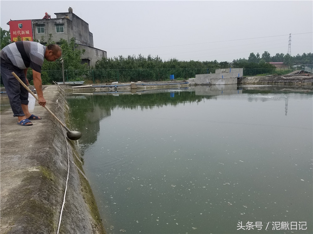 养泥鳅加盟套路,在农村养殖泥鳅创业指导