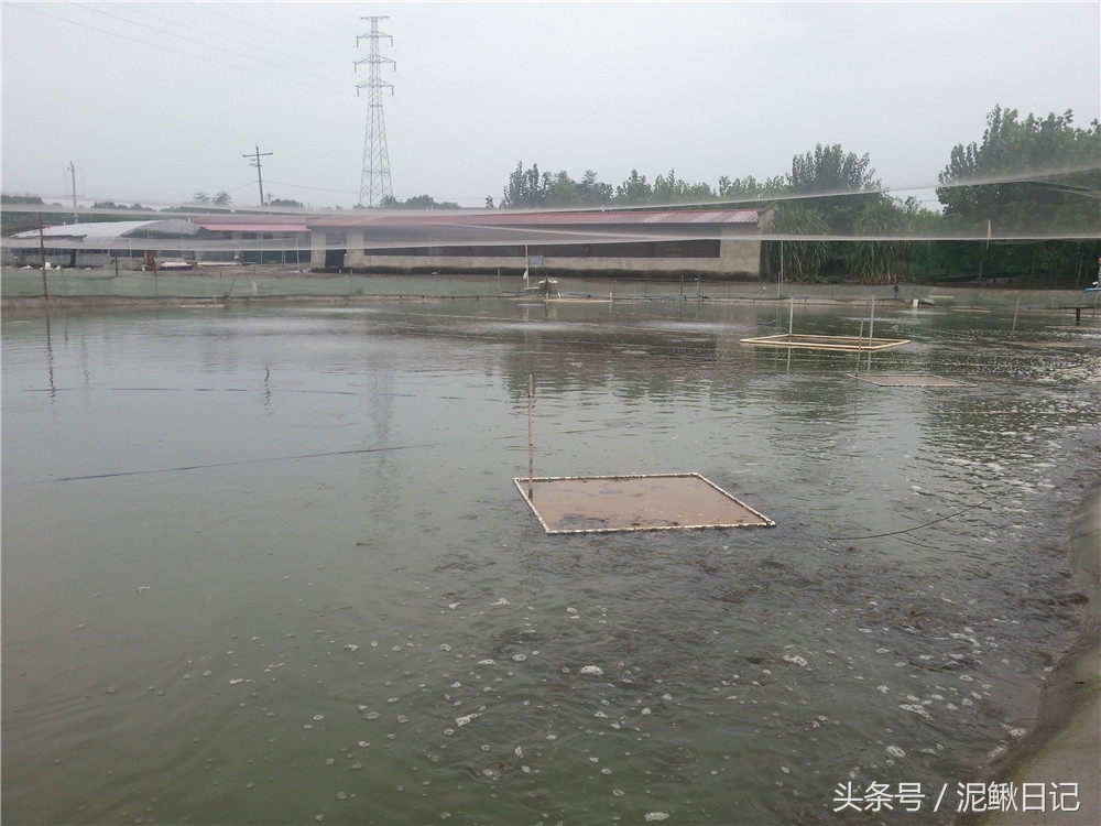 养泥鳅加盟套路,在农村养殖泥鳅创业指导