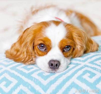 养什么狗合适但是没办法天天遛狗,没有充足的时间遛狗可以养什么狗