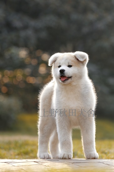 老婆不让养狗养些啥好,老婆不让养鸟