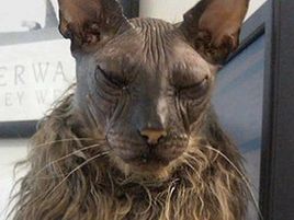 一只全方位无死角美颜的喵,和一只360度无死角的丑猫,对比伤害有多大——简直没眼看了