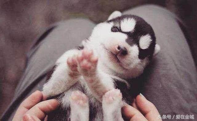 网友在淘宝网上10元买了一只哈士奇，收到货之后大跌眼镜！